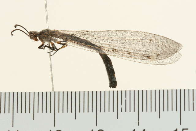 Image of antlion