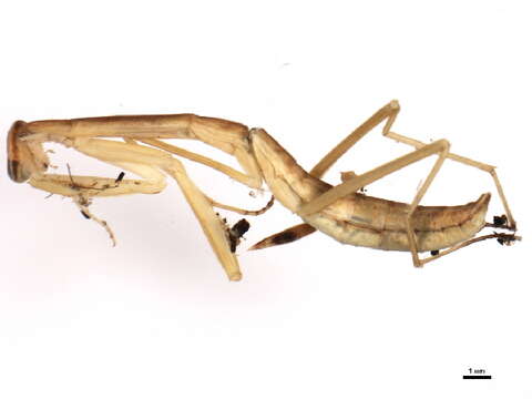 Image of Chinese mantis