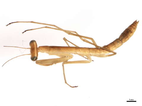 Image of Chinese mantis