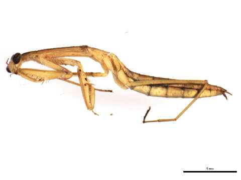 Image of Chinese mantis