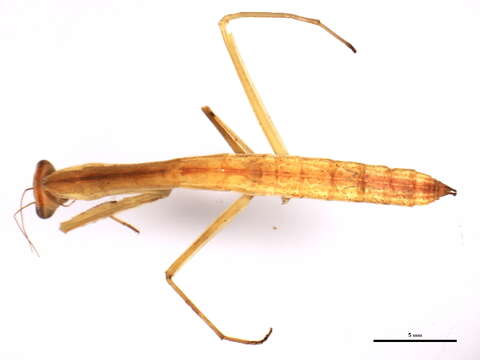 Image of Chinese mantis