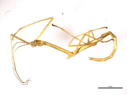 Image of Northern Walkingstick