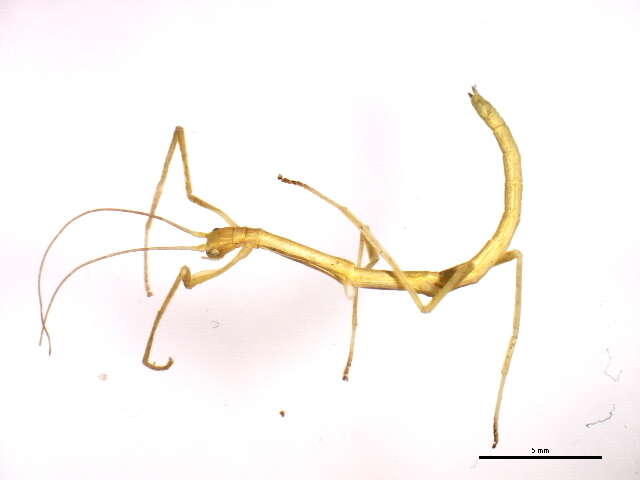 Image of Northern Walkingstick