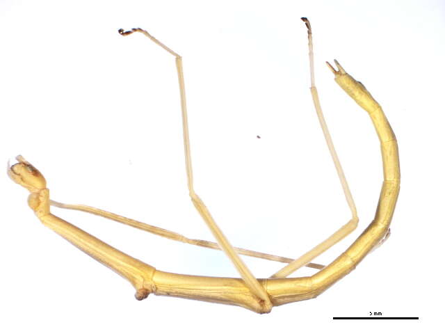 Diapheromera (Diapheromera) femorata (Say 1824) resmi