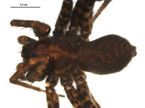 صورة Pardosa tatarica (Thorell 1875)