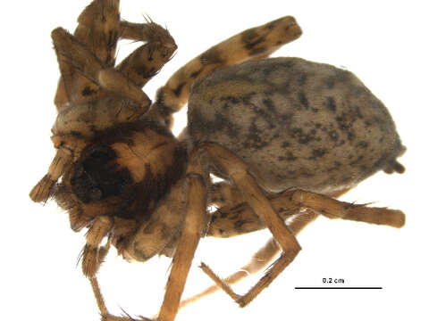 صورة Pardosa tatarica (Thorell 1875)