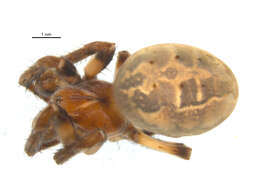 Image of Furrow spiders