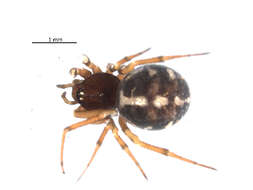 Image of Crustulina