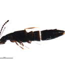 Image of Boreophilia