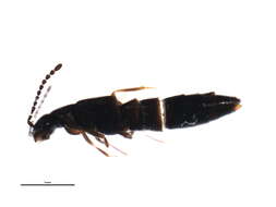 Image of Boreophilia