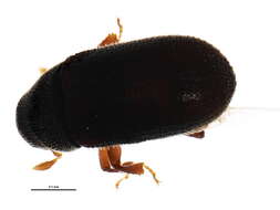 Image of Polygraphus rufipennis Wood & Bright 1992