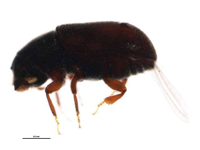 Image of Polygraphus rufipennis Wood & Bright 1992