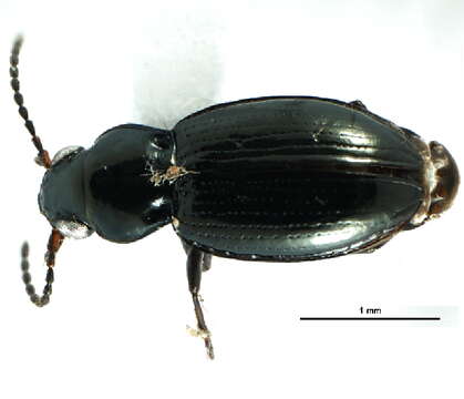 Image of Bembidion (Semicampa) morulum Le Conte 1863