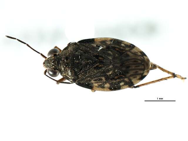 Saldula saltatoria (Linnaeus 1758)的圖片