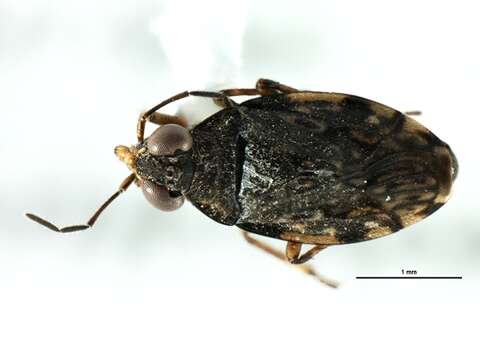 Saldula saltatoria (Linnaeus 1758)的圖片