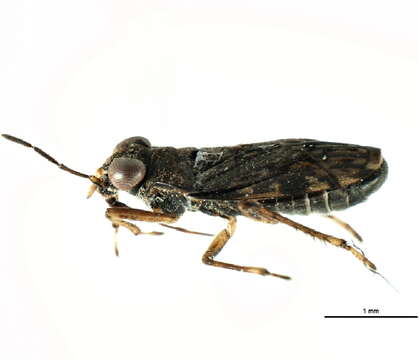 Image of common shorebug