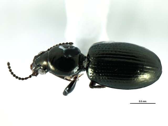 Sivun <i>Dyschirius hiemalis</i> Bousquet kuva