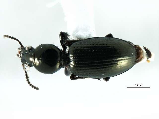 Sivun <i>Dyschirius hiemalis</i> Bousquet kuva