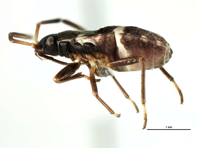 Image of Ligyrocoris