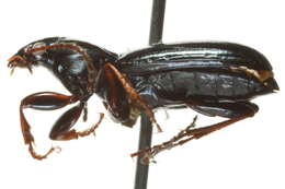 Image of Pterostichus (Cryobius) pinguedineus (Eschscholtz 1823)