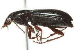 Image de Pterostichus (Cryobius) pinguedineus (Eschscholtz 1823)