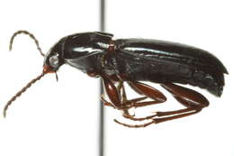 صورة Pterostichus (Cryobius) pinguedineus (Eschscholtz 1823)