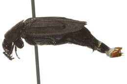 Image of Thanatophilus trituberculatus (Kirby 1837)