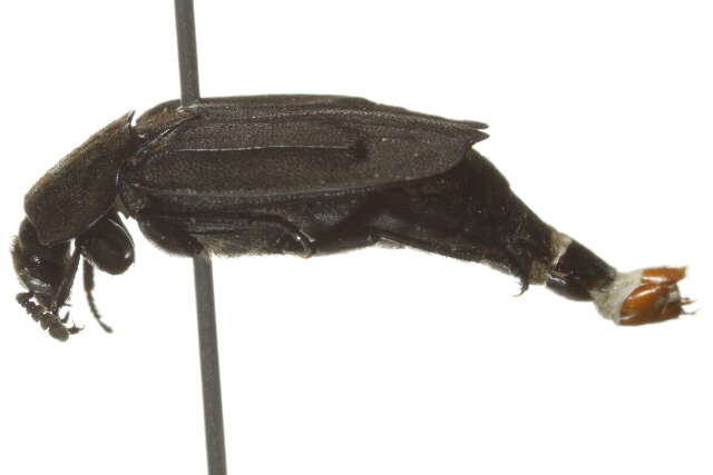 Image de Thanatophilus trituberculatus (Kirby 1837)