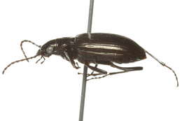Image of Pelophila