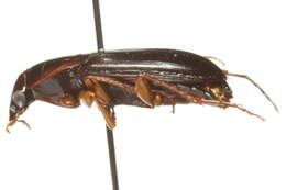 Image of Calathus (Neocalathus) ingratus Dejean 1828