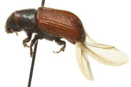 Image de Dendroctonus rufipennis Kirby 1837