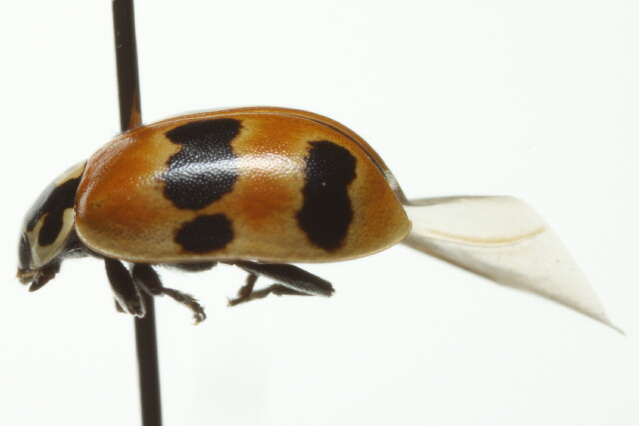 Plancia ëd Adalia bipunctata (Linnaeus 1758)