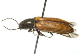 Image of <i>Pseudanostirus ochreipennis</i>