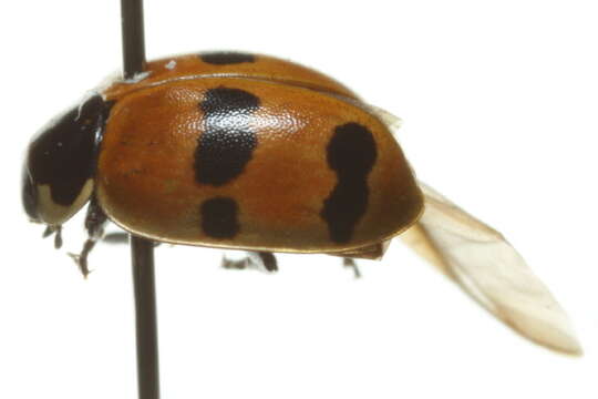 Image of twospotted lady beetle