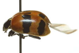 Plancia ëd Adalia bipunctata (Linnaeus 1758)