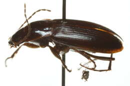 Image of Calathus (Neocalathus) ingratus Dejean 1828