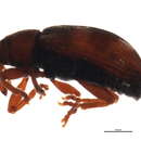 Image de Ellescus ephippiatus