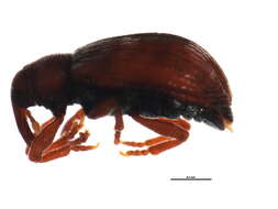 Image of Ellescus ephippiatus