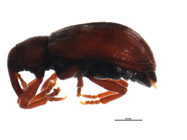 Image de Ellescus ephippiatus