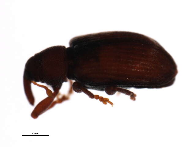 Image de Ellescus ephippiatus