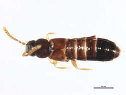 Image of Boreostiba parvipennis (Bernhauer 1907)