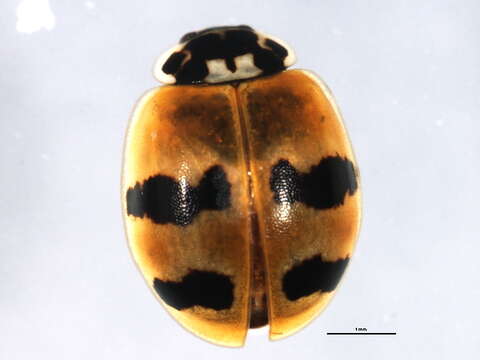 Image of twospotted lady beetle