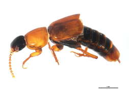 Image of Tachinus (Tachinus) elongatus Gyllenhal 1810