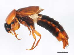 Image of Tachinus (Tachinus) elongatus Gyllenhal 1810