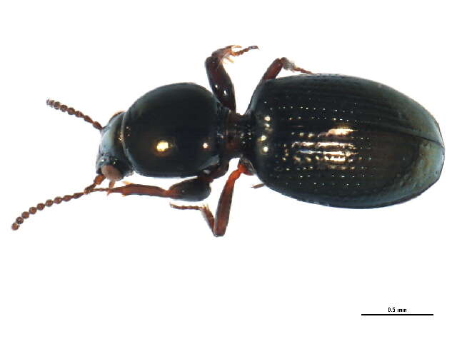 Sivun <i>Dyschirius hiemalis</i> Bousquet kuva