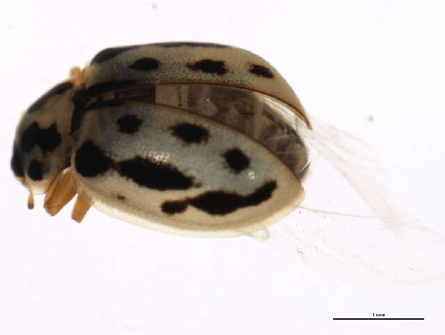 Image of Marsh Lady Beetle