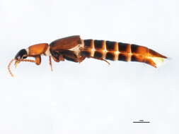 Image of Tachinus (Tachinus) elongatus Gyllenhal 1810