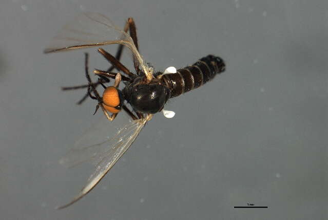 Image of Rhamphomyia