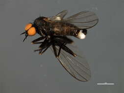 Image of Rhamphomyia phemius Walker 1849