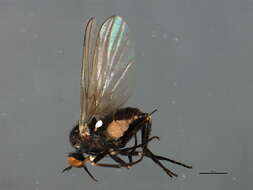 Image of Rhamphomyia